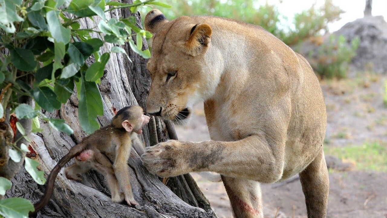 母豹咬死母狒狒,愧疚之下抚养狒狒幼崽,结果让人意想不到!
