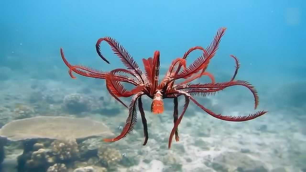 羽毛星是古老的海洋无脊椎动物在寻找食物或躲避捕食者时会移动