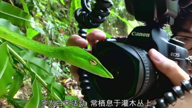 绿瘦蛇的习性特征,最有特色的地方是这里,真的是第一次见