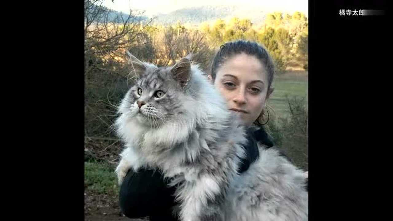 世界上最大的猫缅因猫体长一米二被称作温柔的巨人