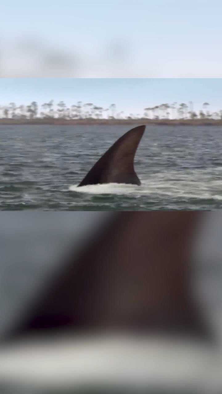 夺命三头鲨感觉很恐怖