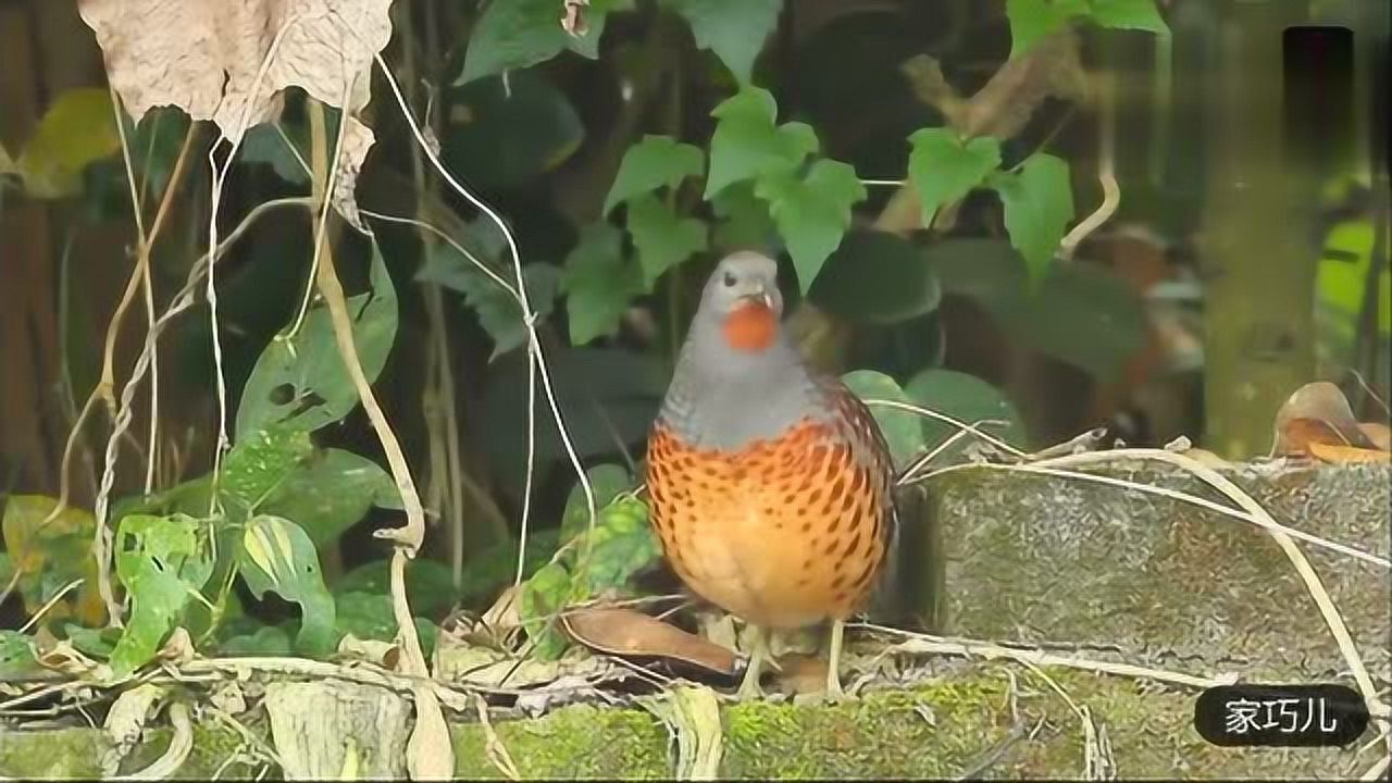 竹雞路邊看到的兩隻竹雞鳴叫