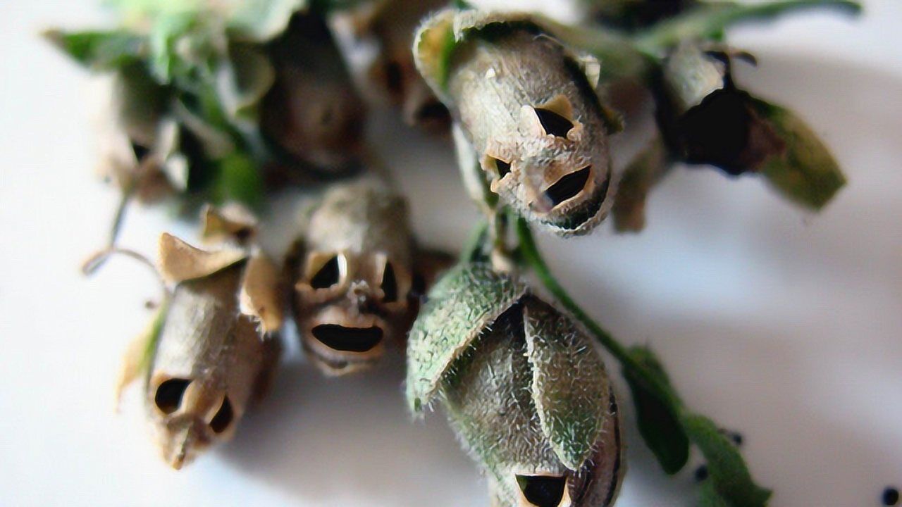 世界上最恐怖的花等花凋谢后就挂满骷颅头看了都睡不着