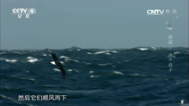 猎捕 海中猎手 黑眉信天翁