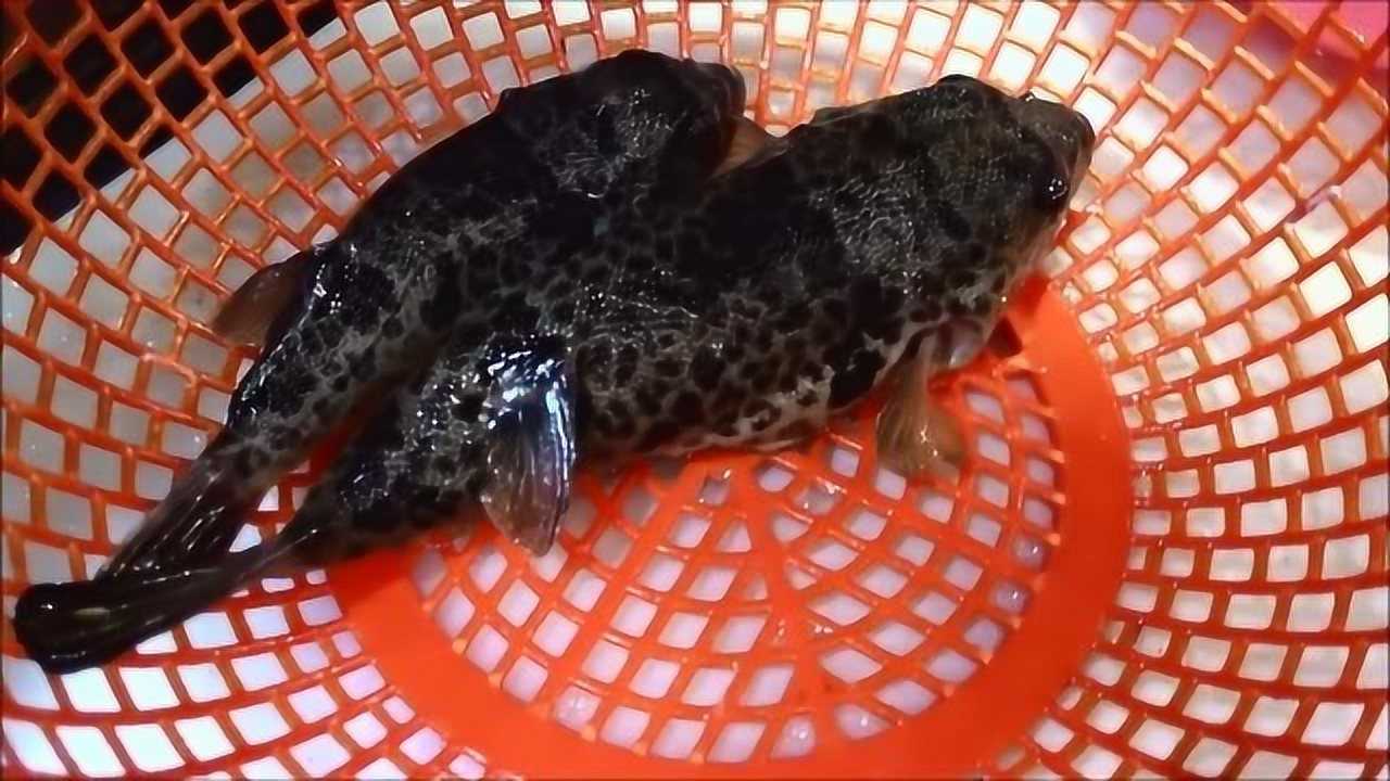 海豚鱼生鱼片做法,鲜嫩可口你敢吃吗?_腾讯视频