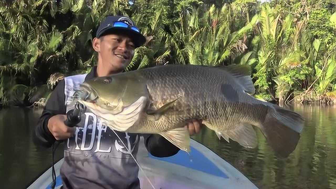 巴布亚斑尾鲈-1