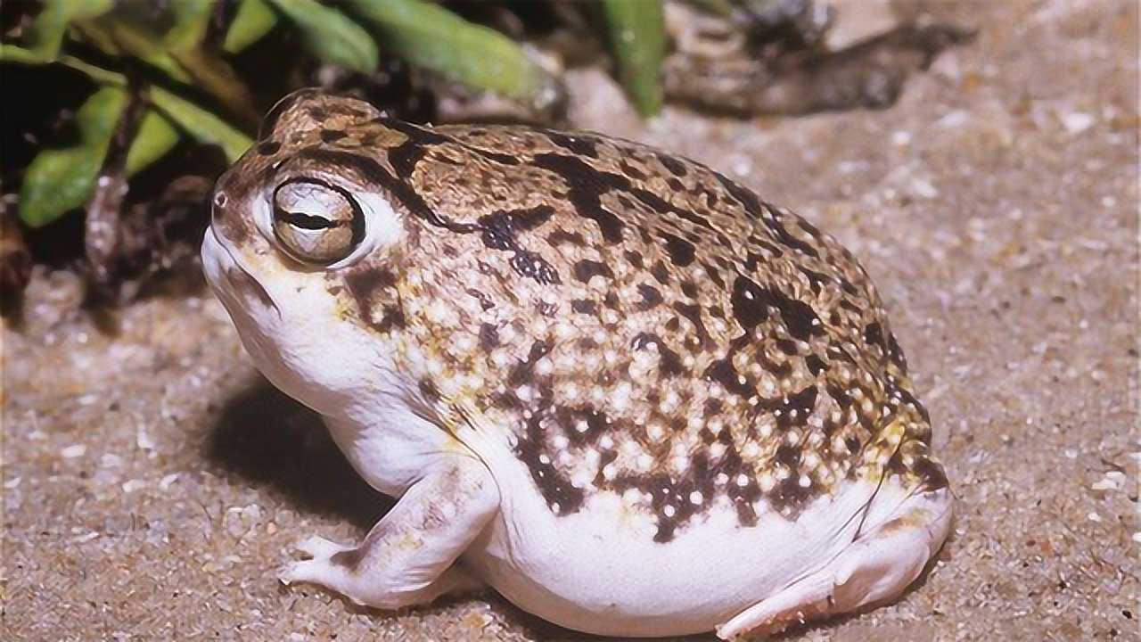 全球最神奇的青蛙,会传说中的"蛤蟆功",不小心就气炸了!