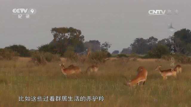 野性大地——非洲 赤驴羚