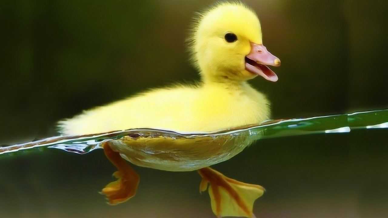 小鸭子在水中游泳的姿势很优雅可从水下视角看小脚却忙个不停