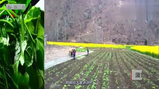 除了大白菜,大冬天还适合种植哪些蔬菜?农民朋友了解一下