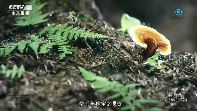 仙芝楼灵芝孢子油荣登央视!