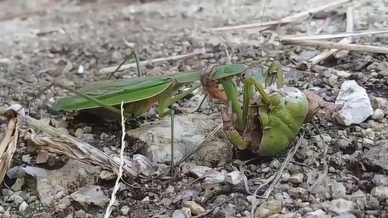 螳螂和青蛙打架,想不到的事情发生,镜头拍下全过程!