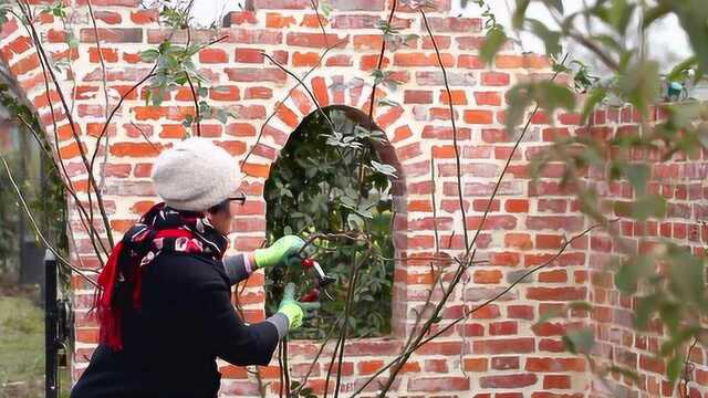 两广、福建等暖冬地区,月季也能开满花墙