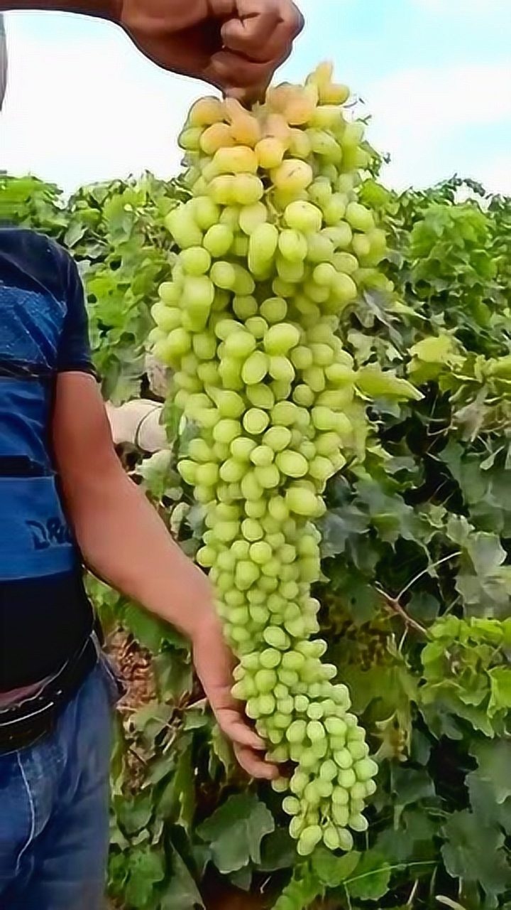看看这葡萄长得怎么样,最大的一串,看着就喜庆