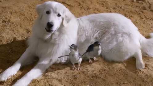 一只调皮的狗狗，却喜欢可爱的小企鹅，还成了它们的守护之神