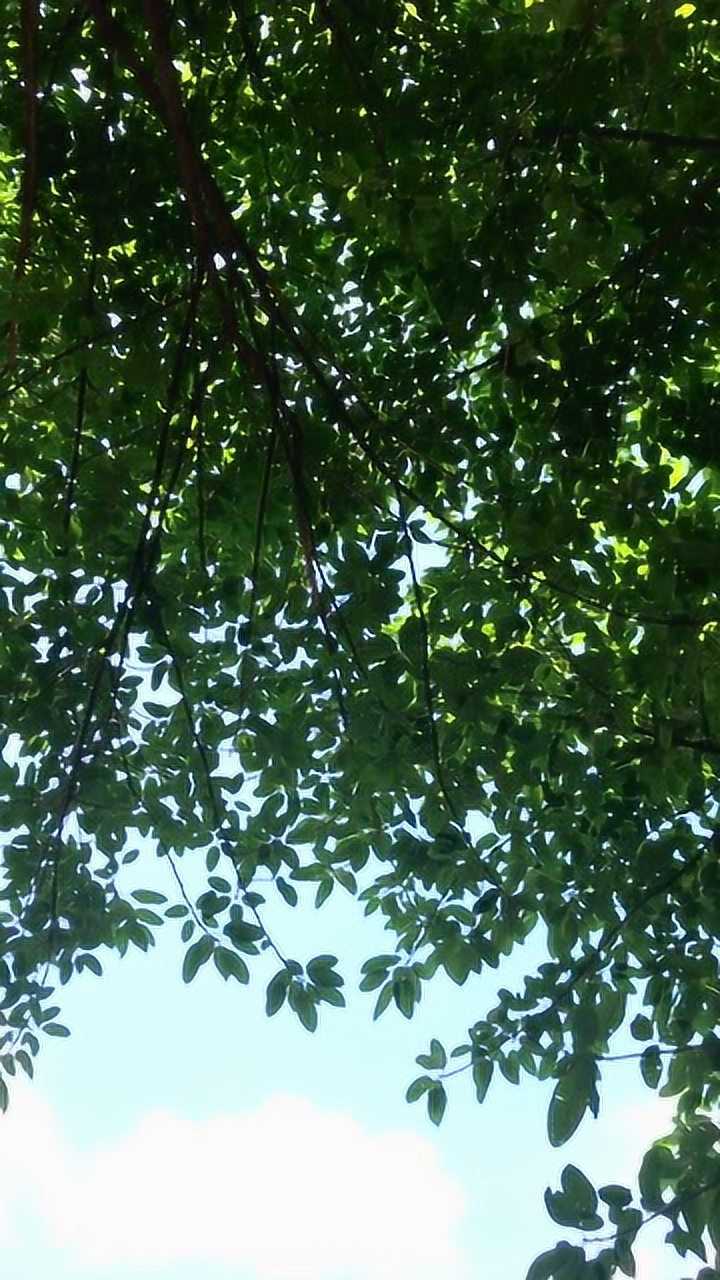 夏日晴空下的树荫,充满着生气勃勃的意境!