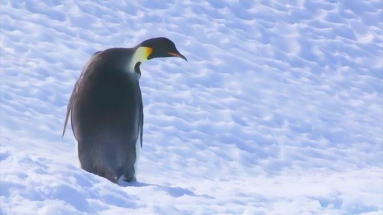 动物世界母企鹅行走在在光滑的冰面上即便摔倒了还顽强的爬起来