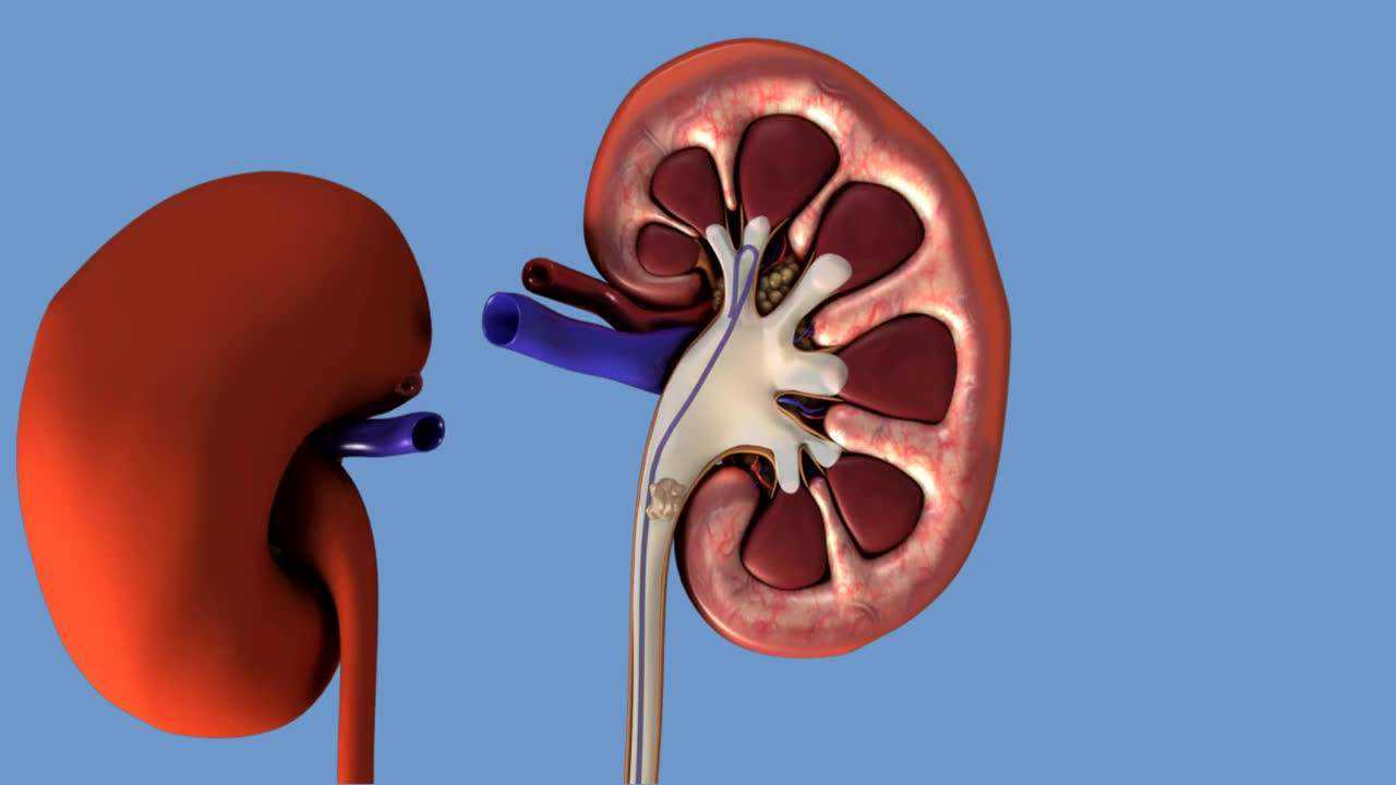 c欧洲泌尿外科协会输尿管d-j管置入及取出