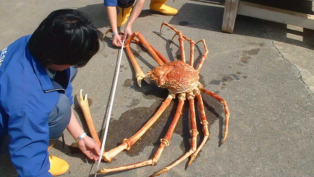 世界上最大的螃蟹,伸开腿三米长,网友:一锅炖不下!