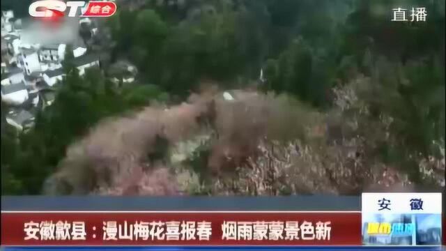 安徽歙县满山的梅花盛开,烟雨蒙蒙构成早春风情图,一起欣赏一下