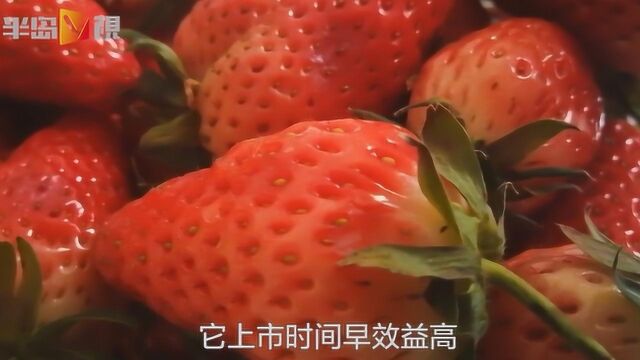 草莓到了3月就不好吃?你可能“李逵”“李鬼”没分清楚