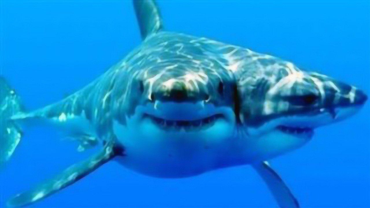 双头鲨鱼 恐怖图片