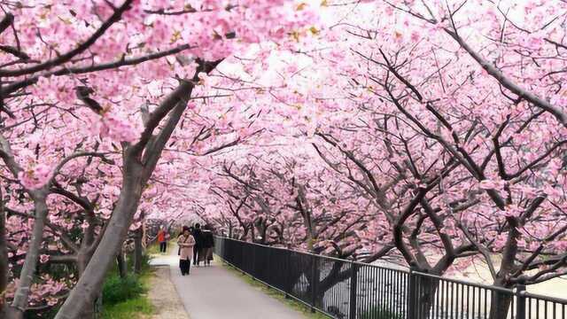 樱花大道灿烂绽放,日本樱花欣赏