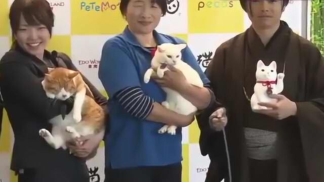 日本猫咪经济学:猫咪热潮带来年收益高达2兆3千亿