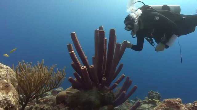 海绵其实是一种动物?它们在海中是这样的,网友:简直不要太美!