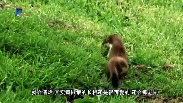 黄鼠狼最怕的动物是什么?