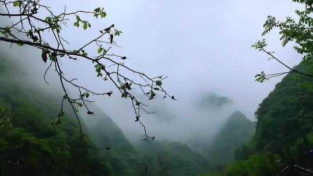 半山听雨蔡丽君