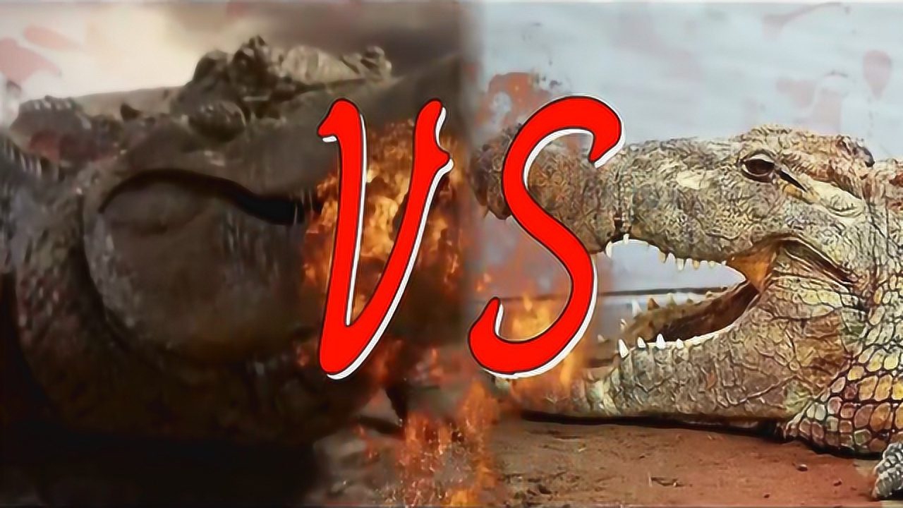 帝鳄vs湾鳄谁才是真正的鳄中之王