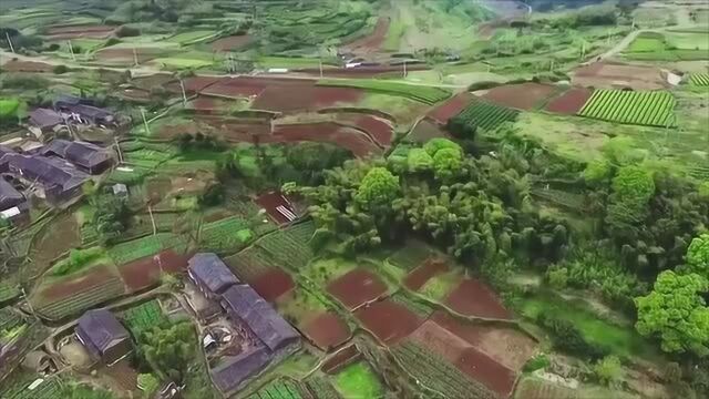 航拍宁海纯天然绿色茶园,一个茶好景美的好地方