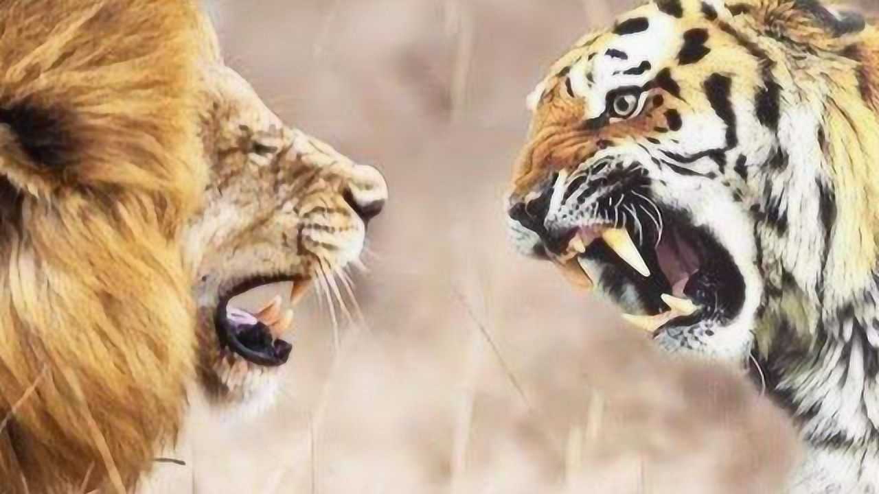 狮子大战老虎老虎被打到不敢抢肉吃太惨了
