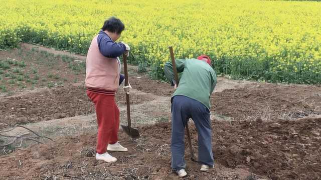 校园变菜园!大学退休职工用闲置空地种菜,打造校园开心农场