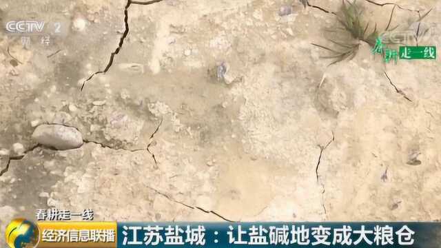 滩涂变良田!江苏盐城上万亩盐碱地“摇身”变成生机盎然大粮仓