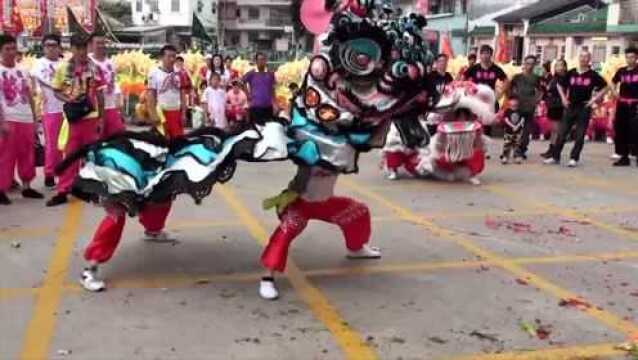 横台山村青年舞狮团,采青表演