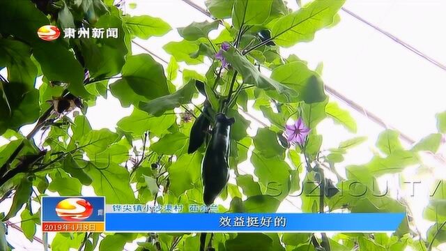 我区全力打造“一村一品”“ 一乡一业”农业发展格局