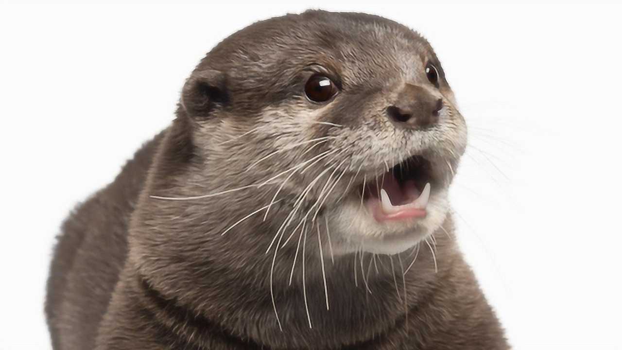 主人在床上放了玩具鲨鱼,小水獭反应太可爱