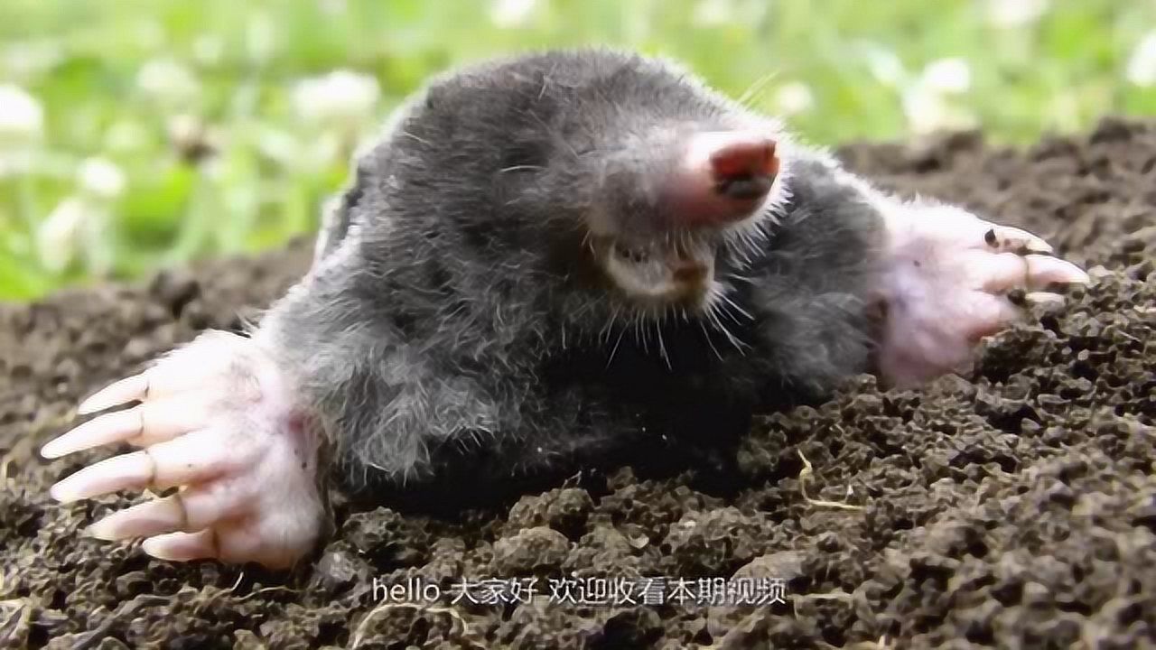 爆炸灭鼠法外国男子用10斤液氮灭鼠直接送老鼠全家上天