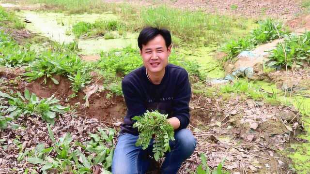 小伙和妈妈去树地喷药除虫,剜了好多野菜,回家做了野菜粑剌子吃