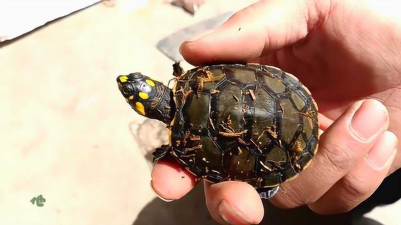 很少人养的品种黄头侧颈龟这货对温度要求真的超级高容易暴毙