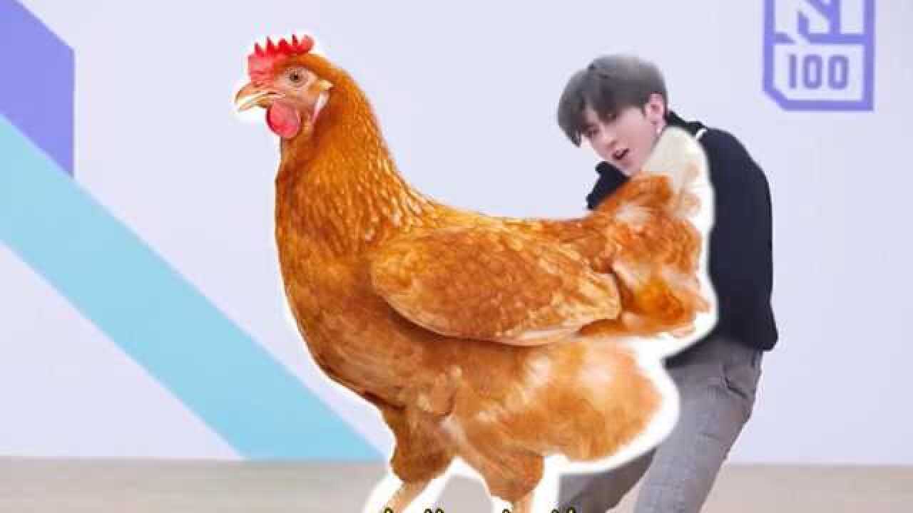 鸡你太美版《狂浪》,蔡徐坤:鸡太美,我也美,鸡和我都美!