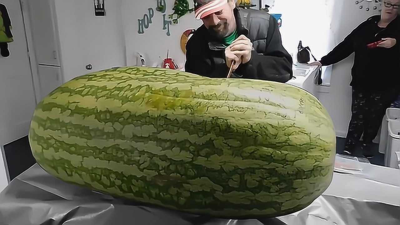 老外种出280斤的巨大西瓜,切开的一瞬间,为何家人惊讶到想哭?