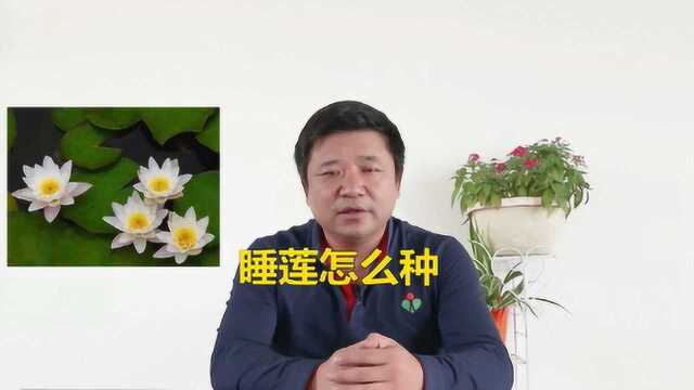 睡莲的种植方法是什么?