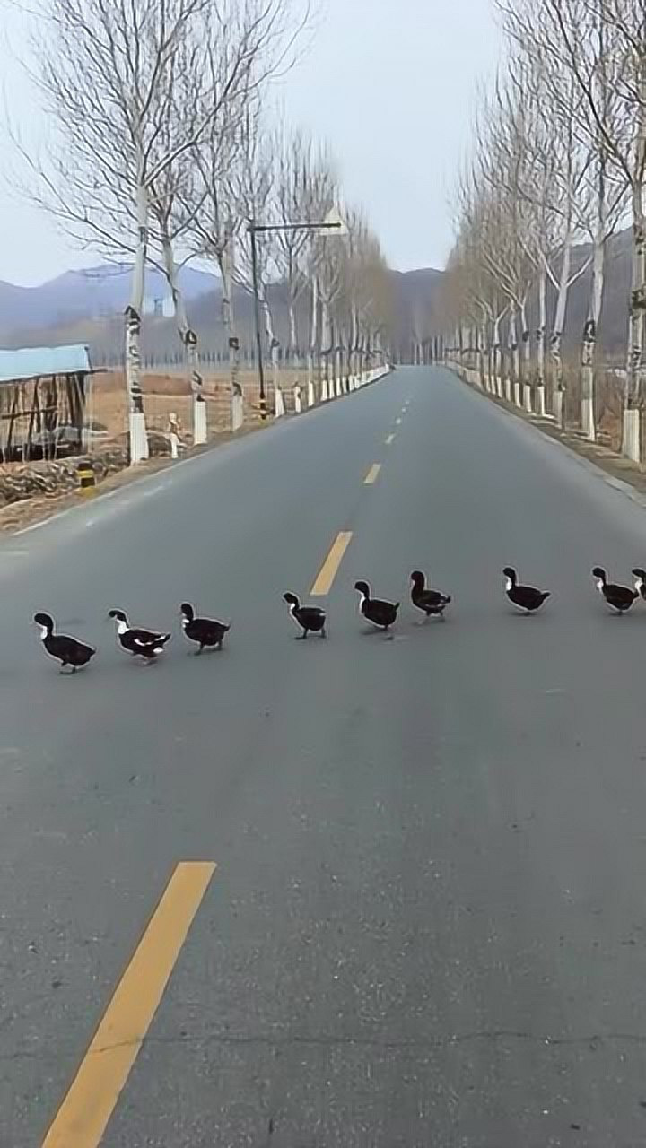 鸭子过马路图片