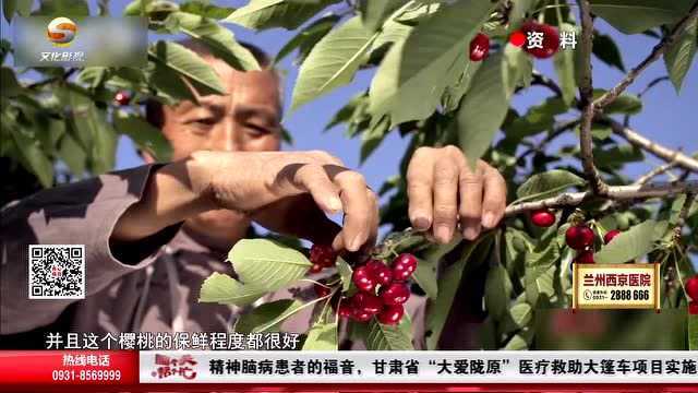 “樱桃寄递,顺丰领鲜”天水大樱桃走出甘肃送往全国