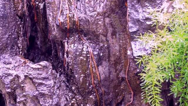 广州旅游圣地,石室圣心大教堂,古典有韵味的建筑