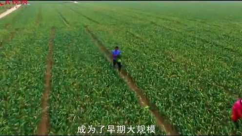 “中国大蒜看金乡” 山东金乡大蒜出口170多个国家和地区