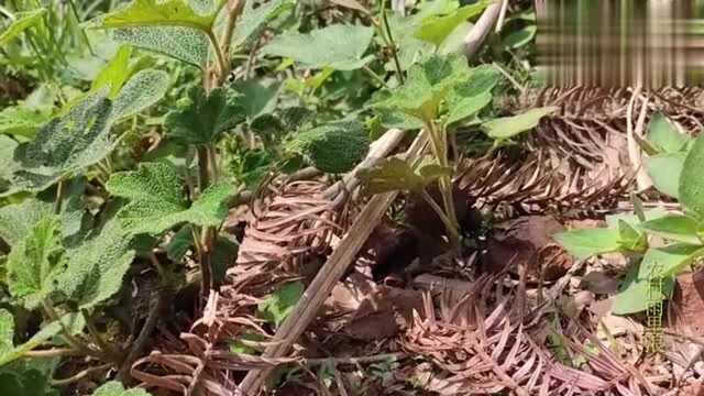 第一次见牛屎虫滚牛屎,踢足球般的精神,誓与圆球共存亡